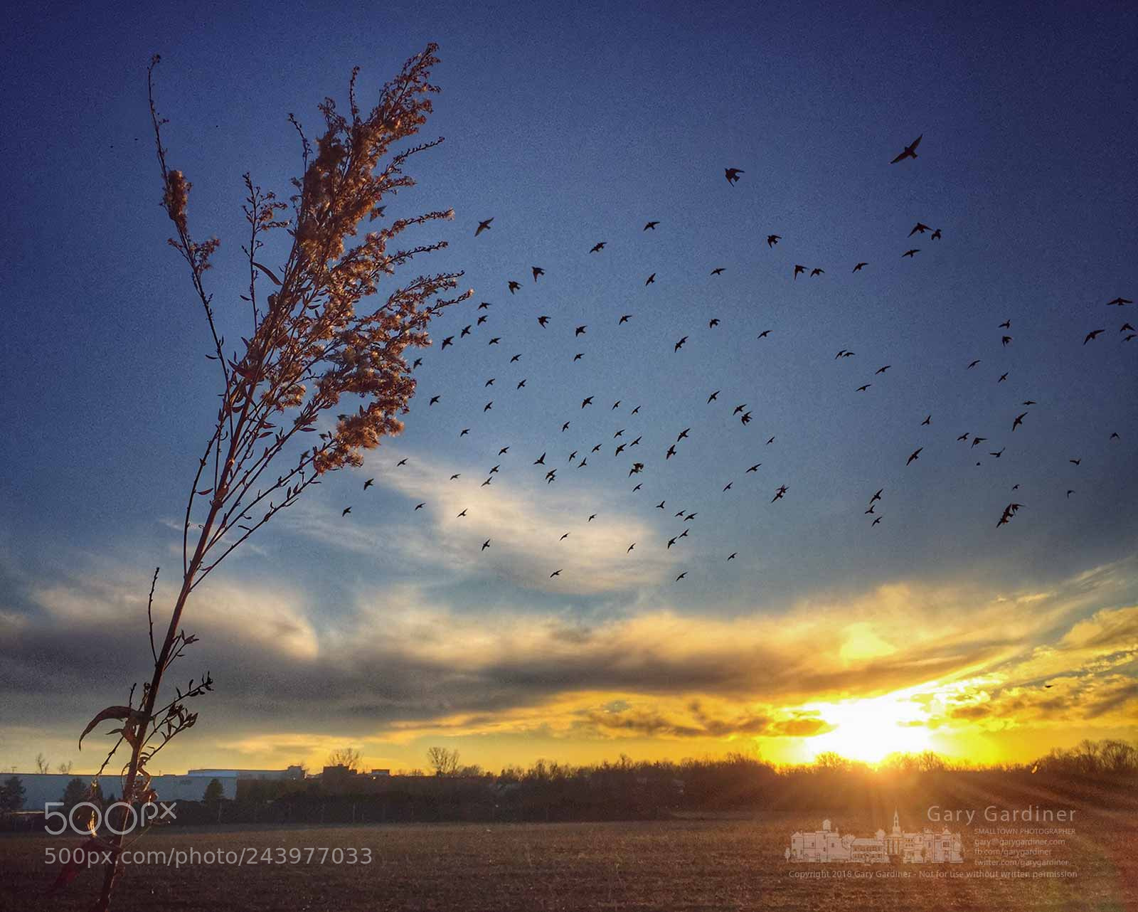 Apple iPhone 6 Plus sample photo. Braun farm sunset photography