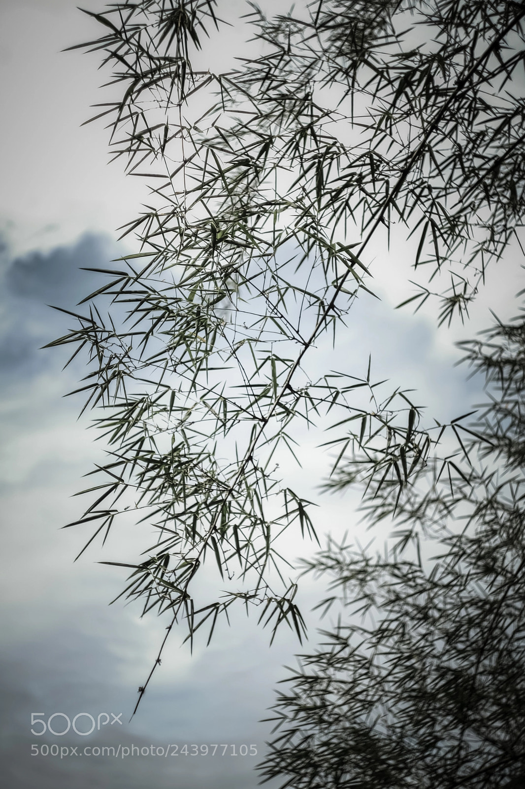 Fujifilm X-E3 sample photo. Bamboo 2 photography