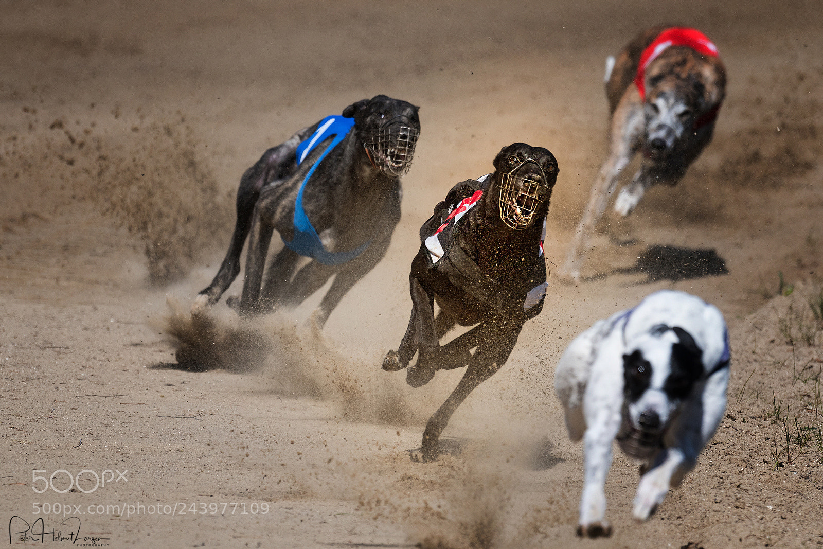 Nikon D500 sample photo. Greyhound photography