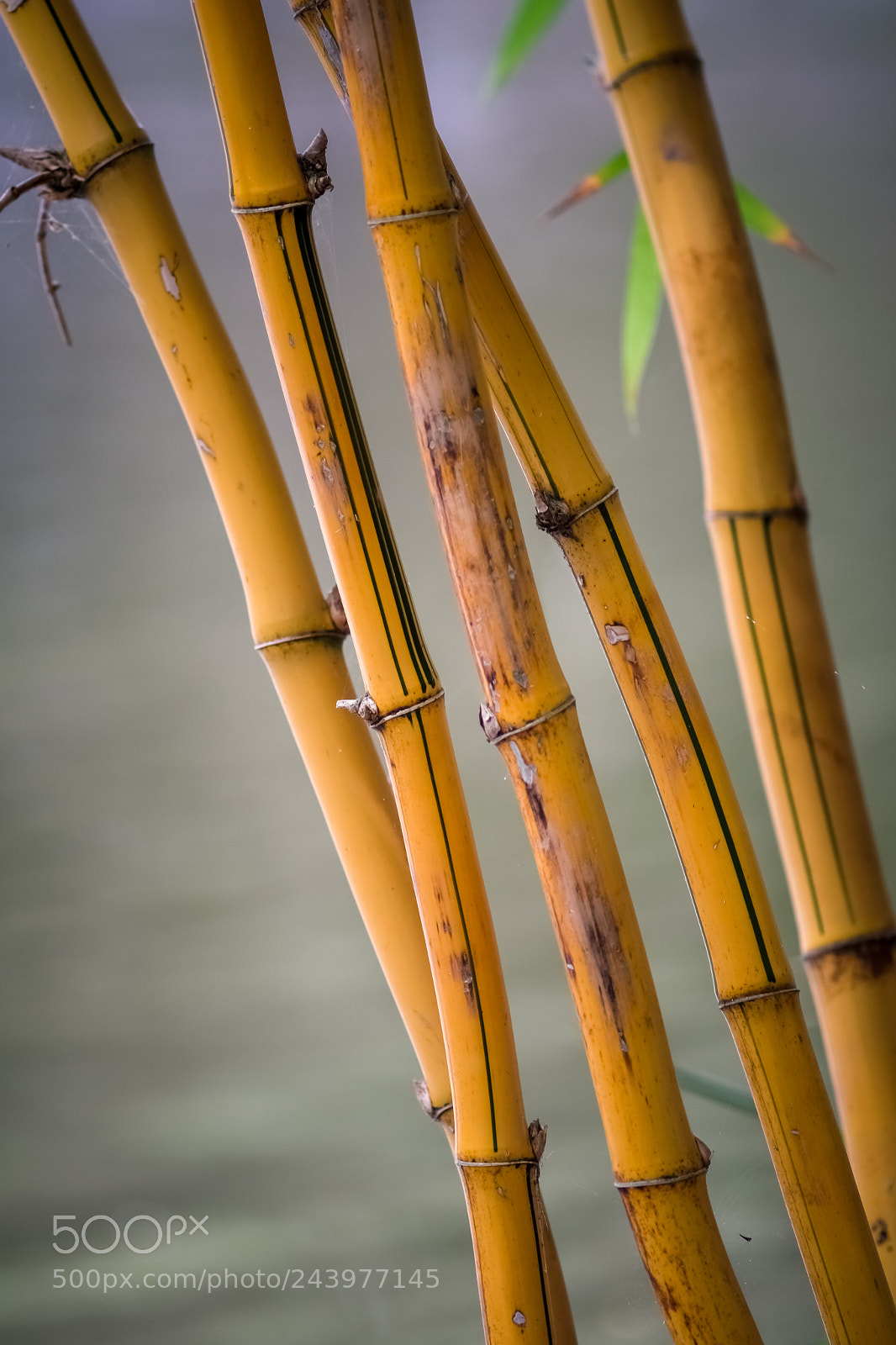 Fujifilm X-E3 sample photo. Bamboo 3 photography