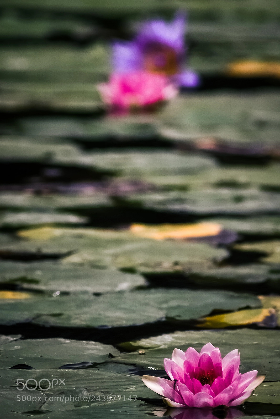 Fujifilm X-E3 sample photo. Waterlily 2 photography