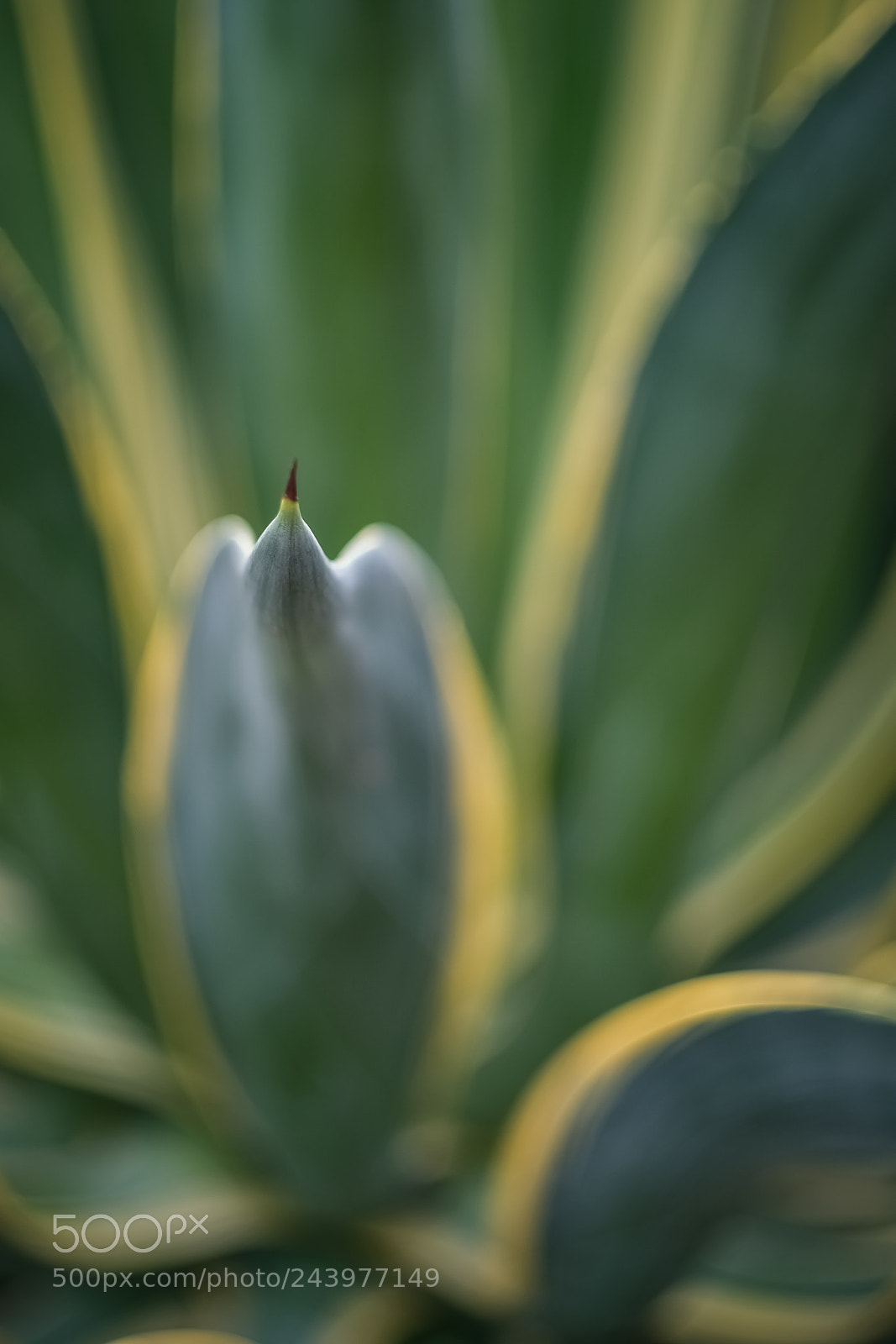 Fujifilm X-E3 sample photo. Plant photography