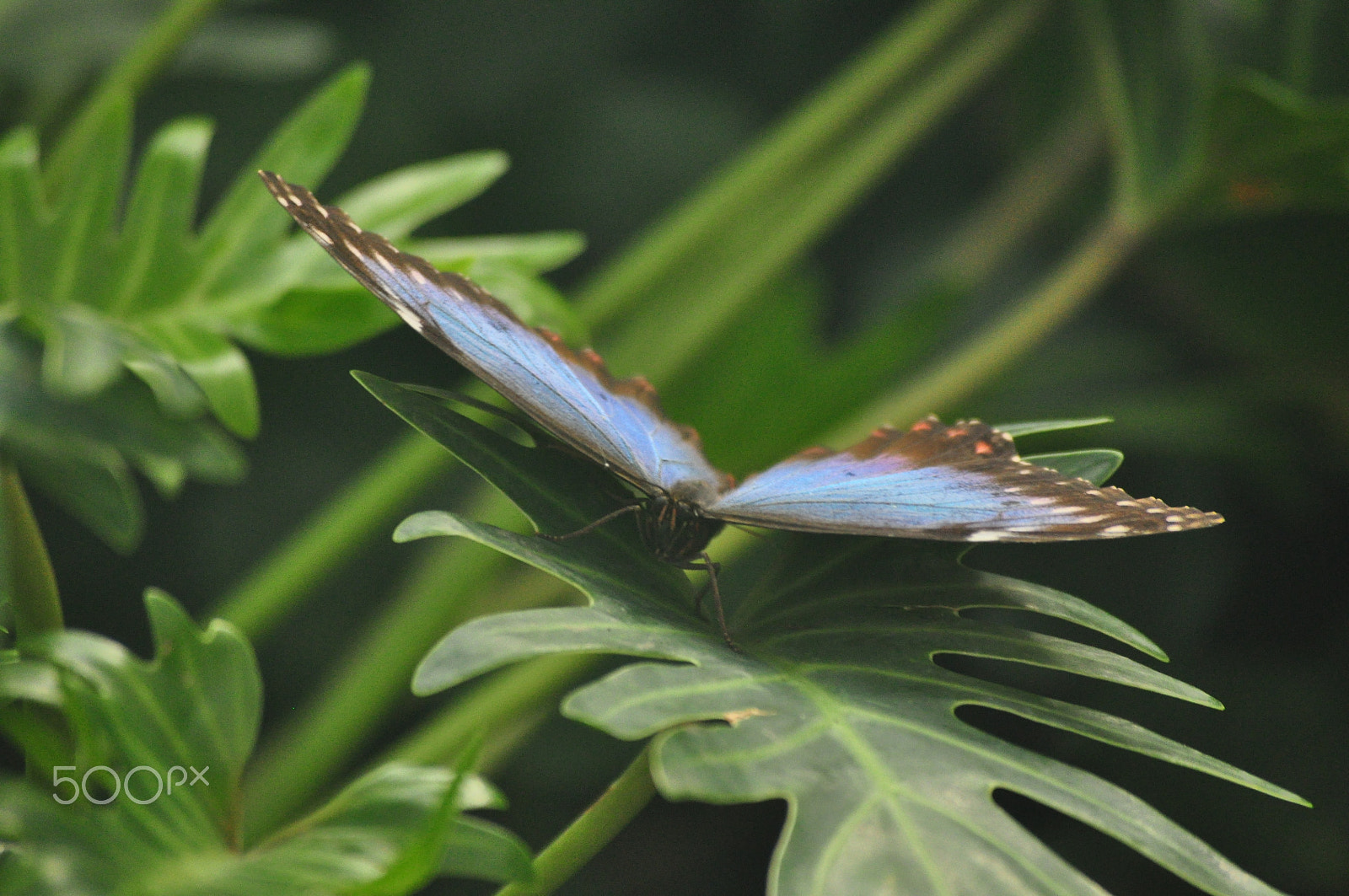 Nikon D90 sample photo. Learn to fly photography