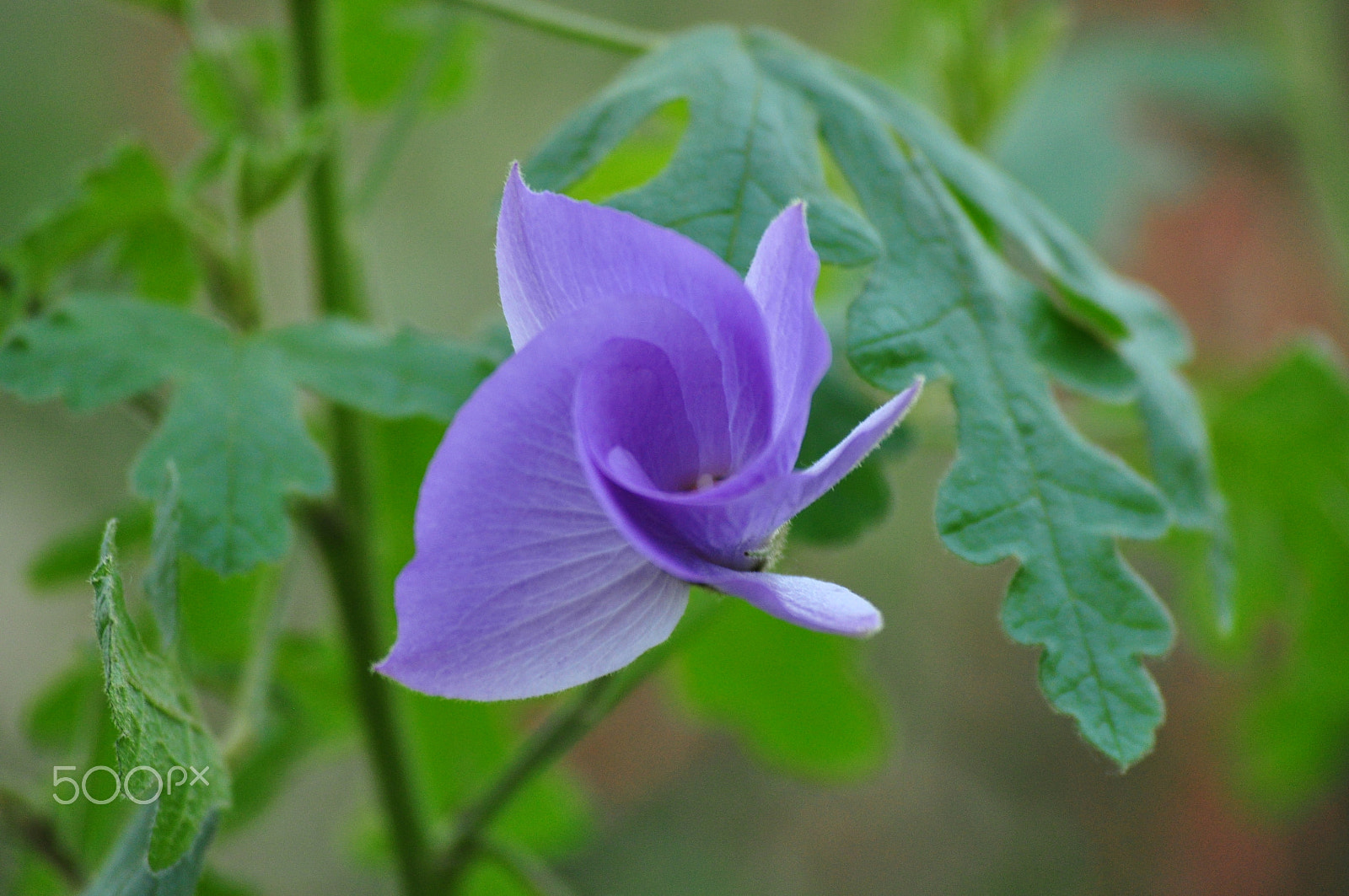 Nikon D90 sample photo. Beautiful spiral photography