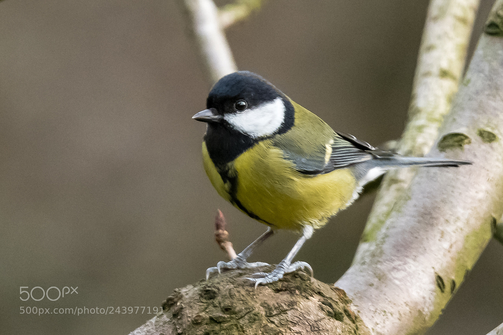 Nikon D850 sample photo. Great tit photography