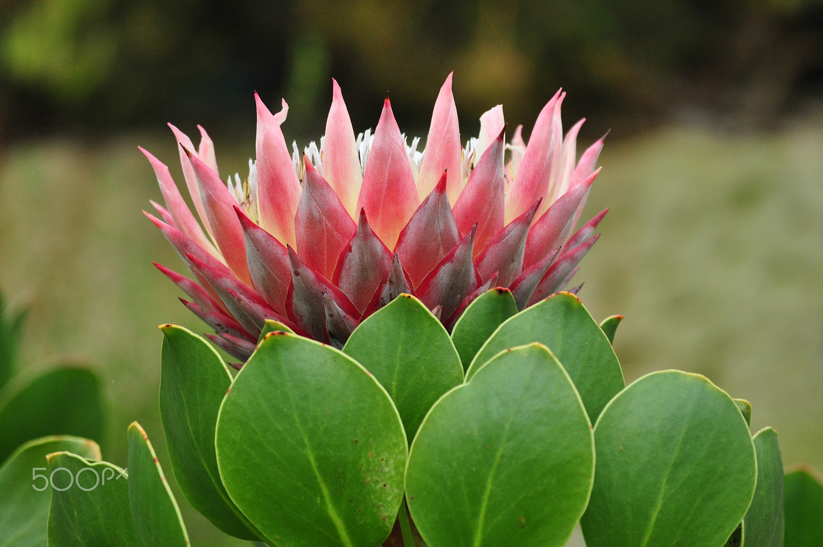 Nikon D90 sample photo. Fireflower photography