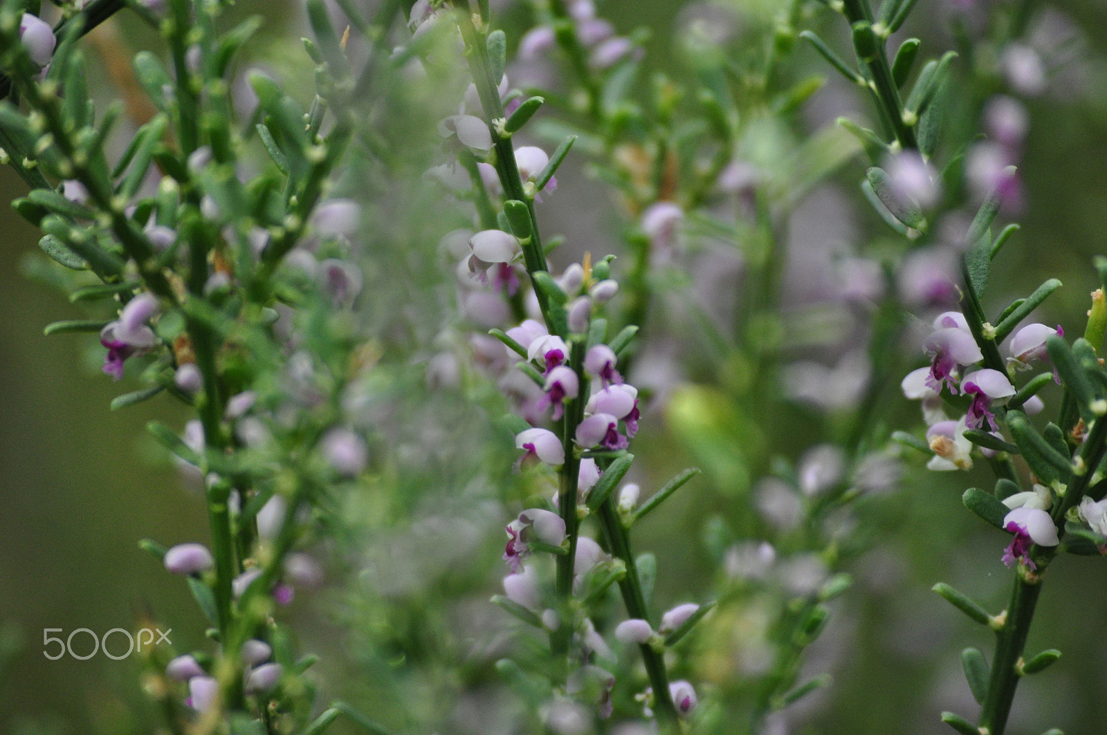 Nikon D90 sample photo. Pink blossom photography