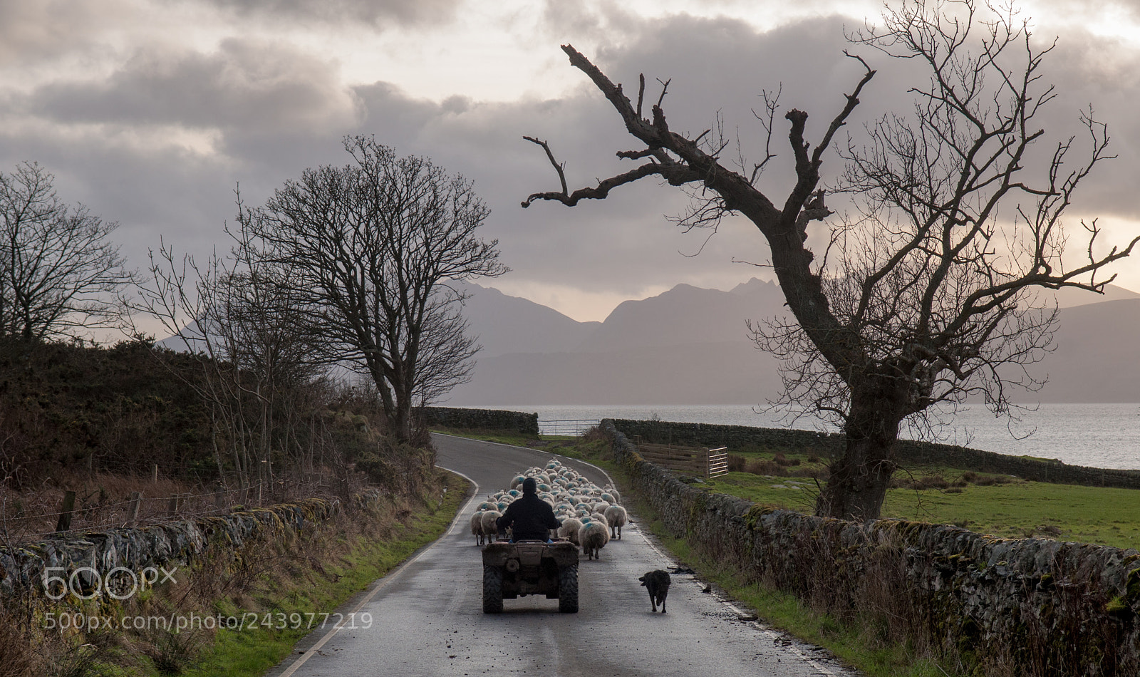 Nikon D90 sample photo. Rounding up sheep on photography