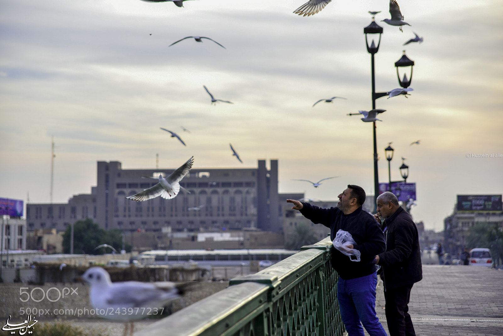 Nikon D810 sample photo. Feed the birds photography