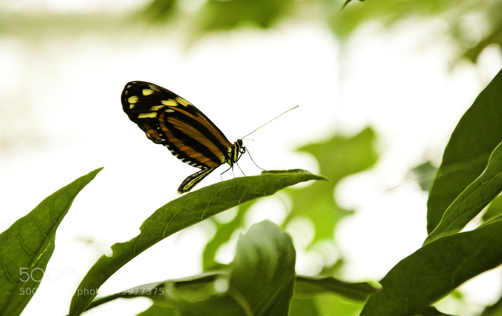 Nikon D90 sample photo. Perched for take off... photography