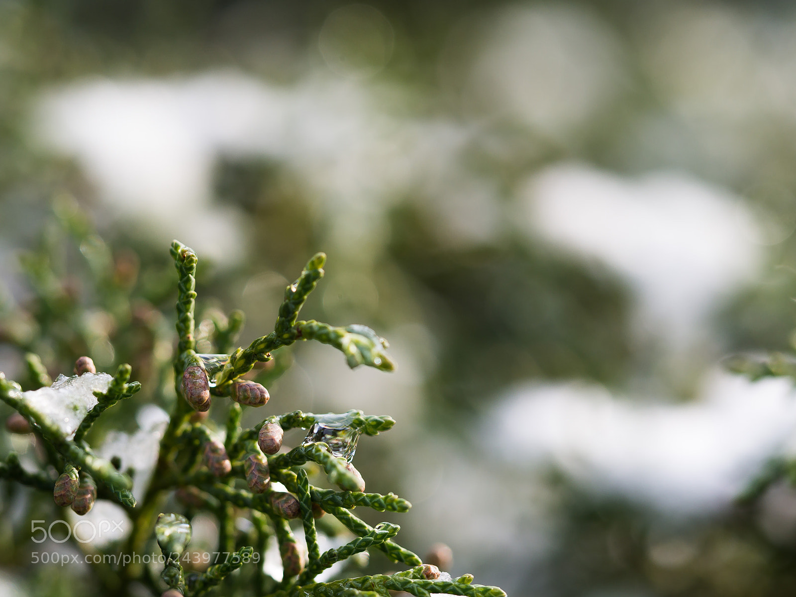 Olympus OM-D E-M10 II sample photo. Bush in the park photography