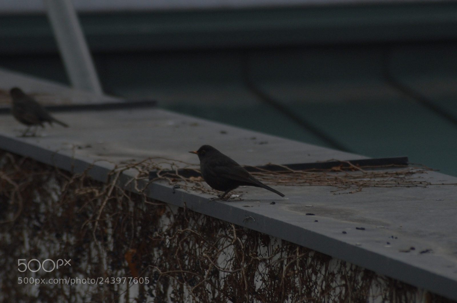 Nikon D3200 sample photo. Blackbirds on rooftop photography