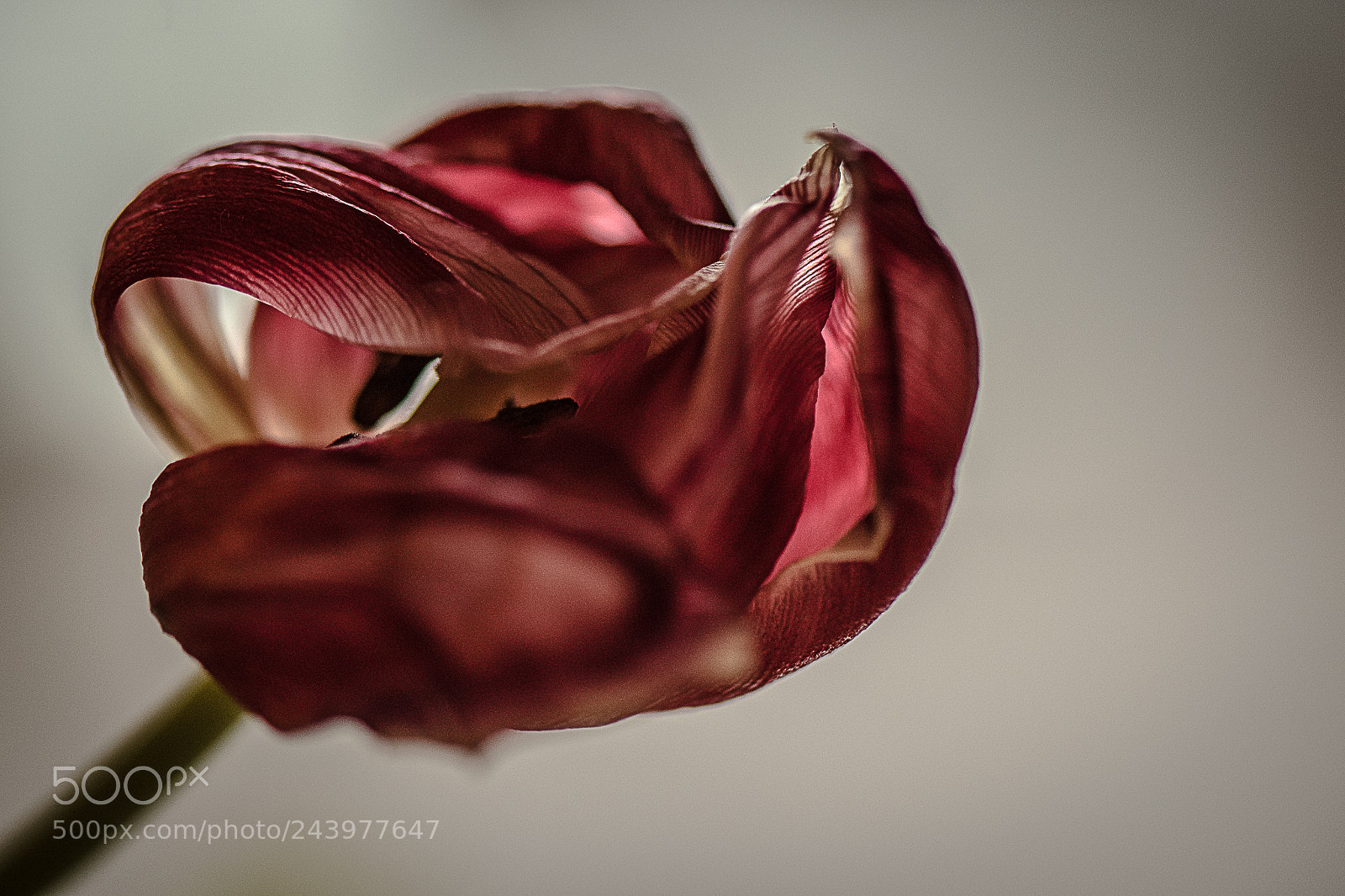 Nikon D750 sample photo. Tulips photography