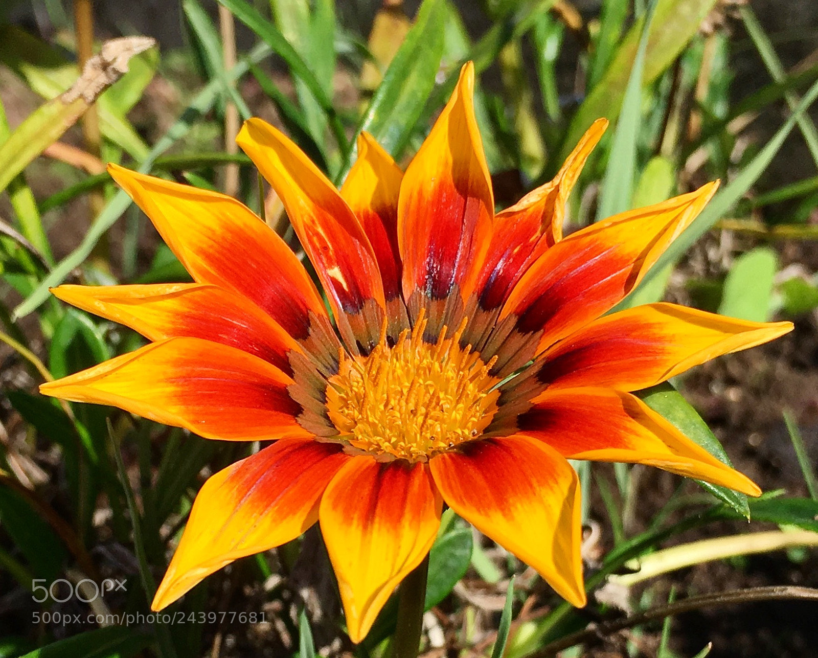 Apple iPhone 6s Plus sample photo. Flor photography