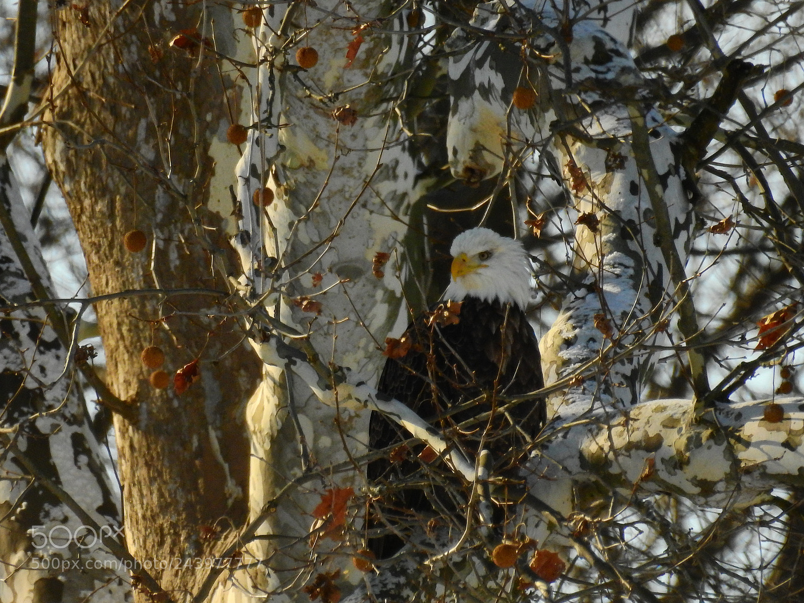 Nikon Coolpix P900 sample photo. Blending in photography