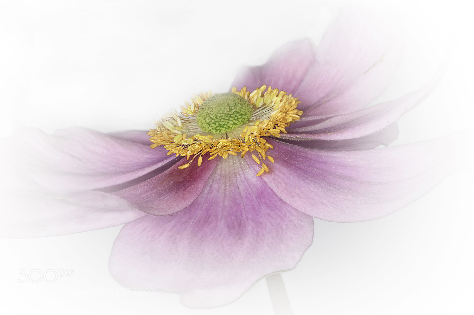 Canon EOS 60D sample photo. Summer anemone photography
