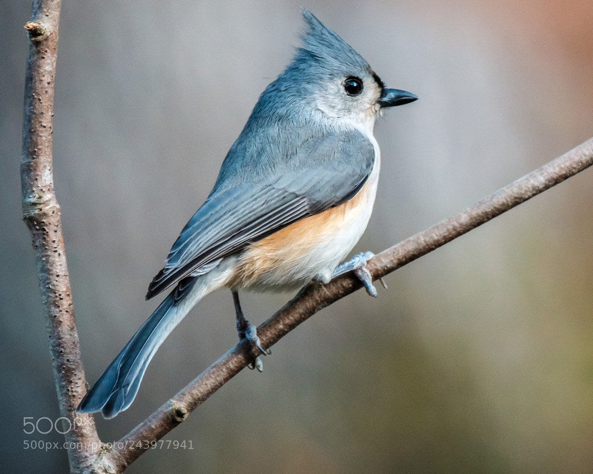 Fujifilm X-T2 sample photo. Chilling the tufted titmouse photography