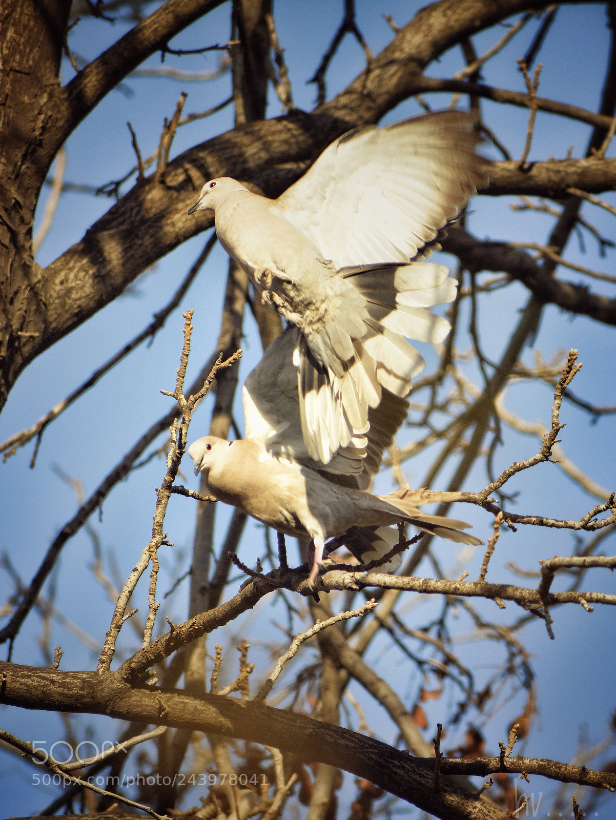 Nikon D7100 sample photo. Vintage turtle doves photography