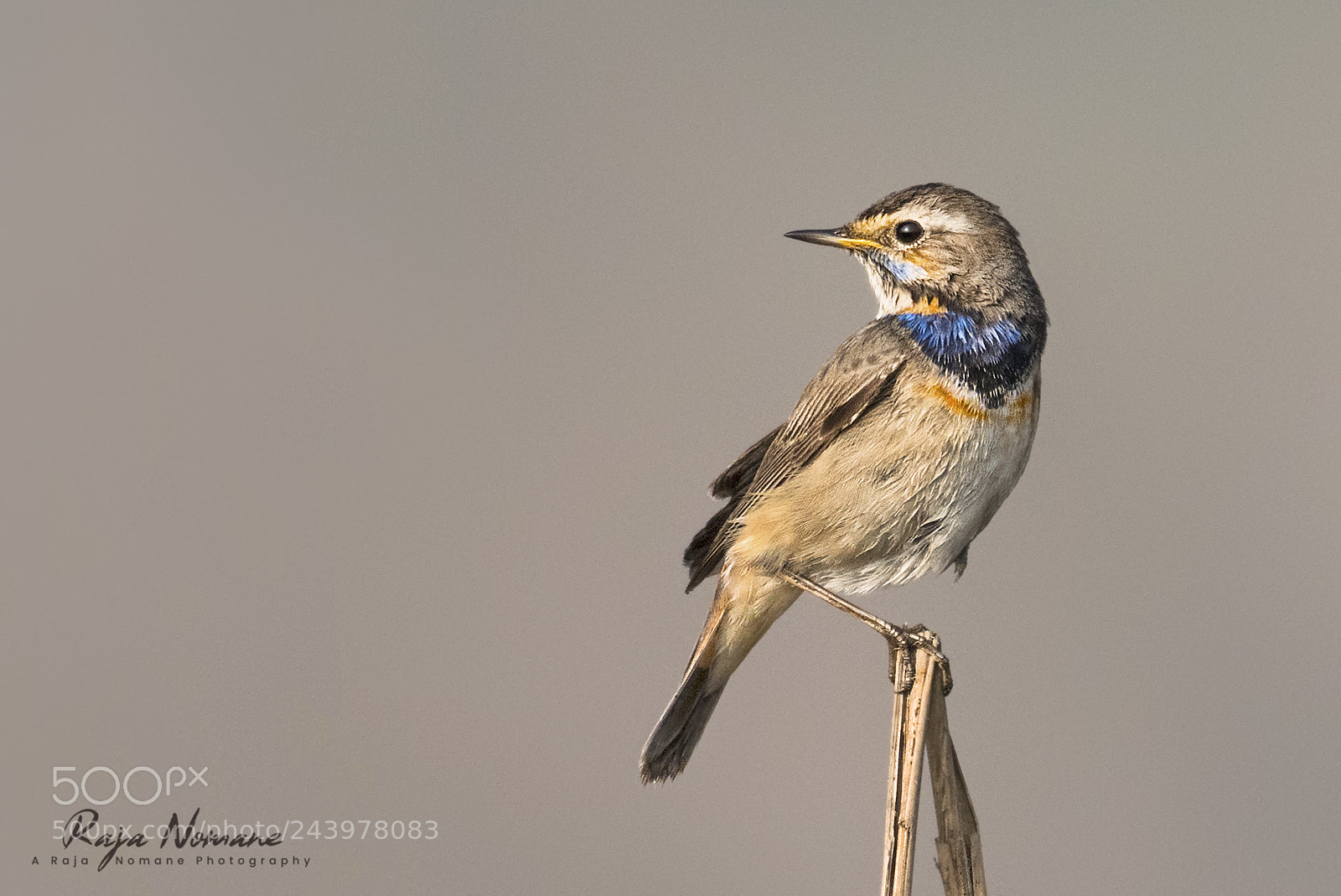 Nikon D500 sample photo. Bluethroat photography