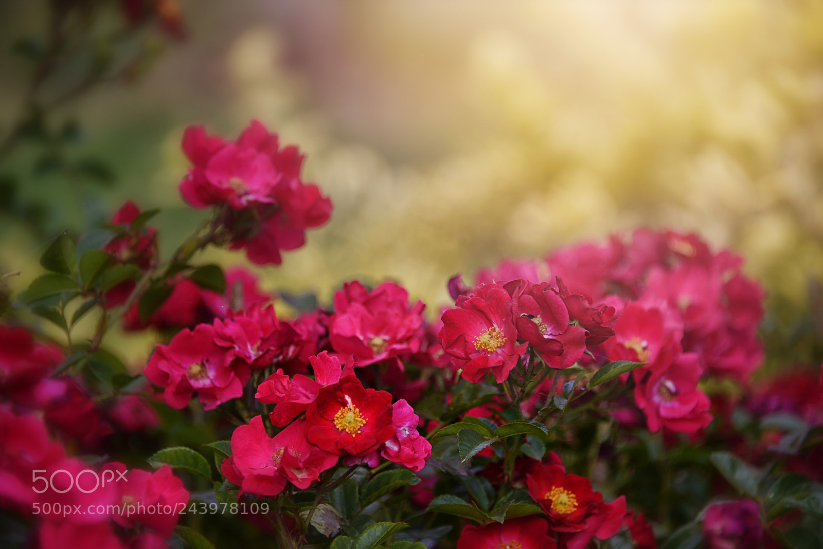 Nikon D800E sample photo. The year of the photography