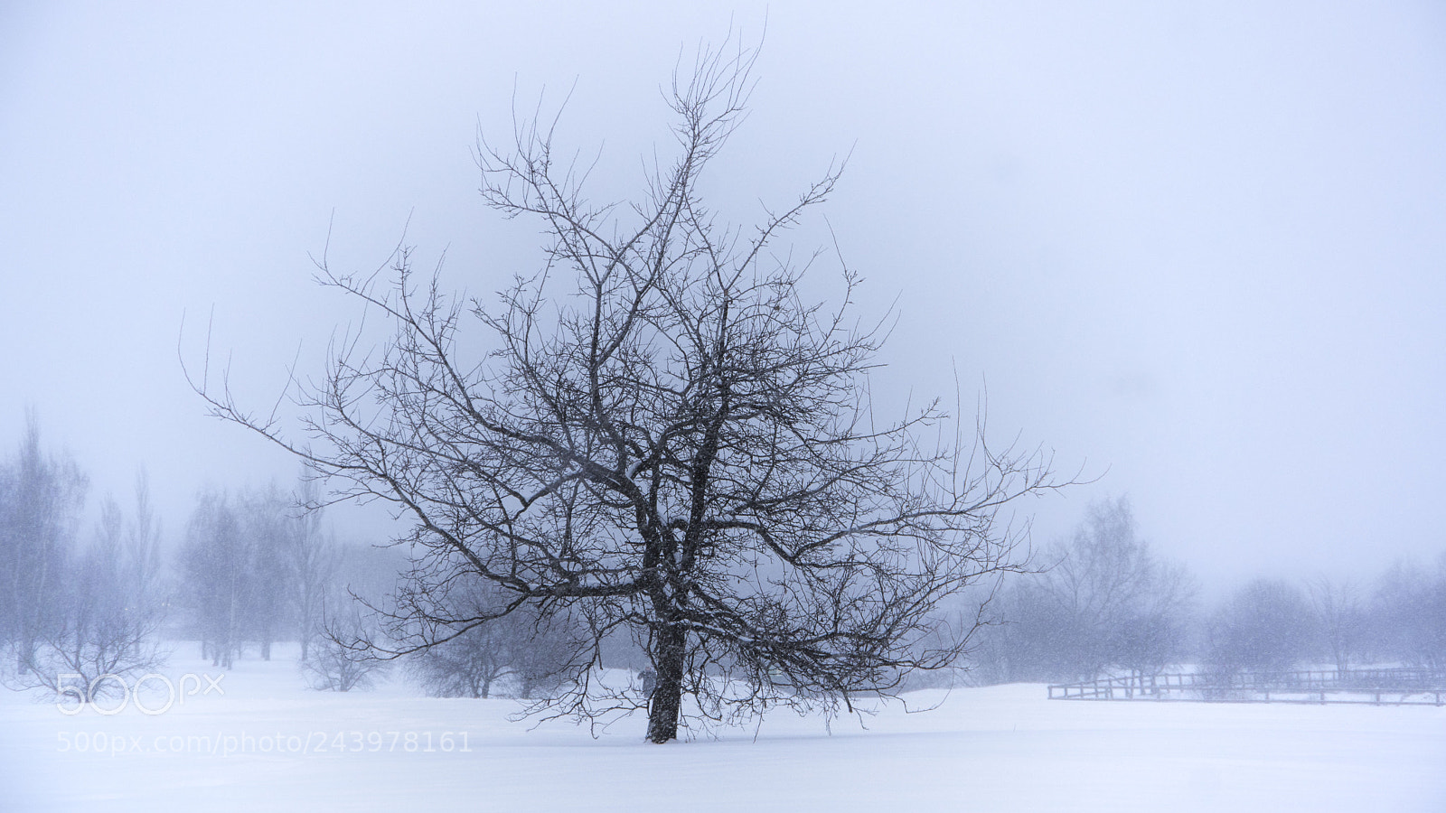 Pentax K-3 sample photo. Tree in the snow photography