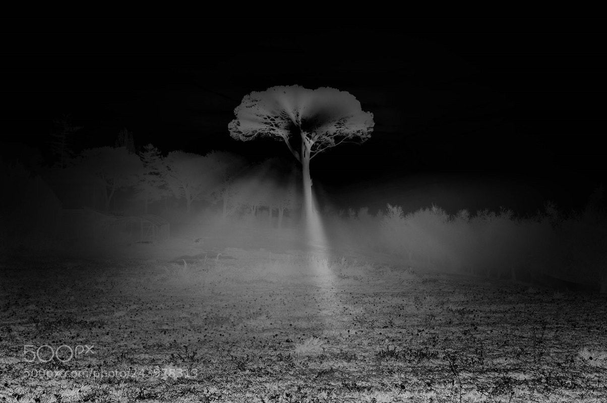 Nikon D5000 sample photo. Mirage photography