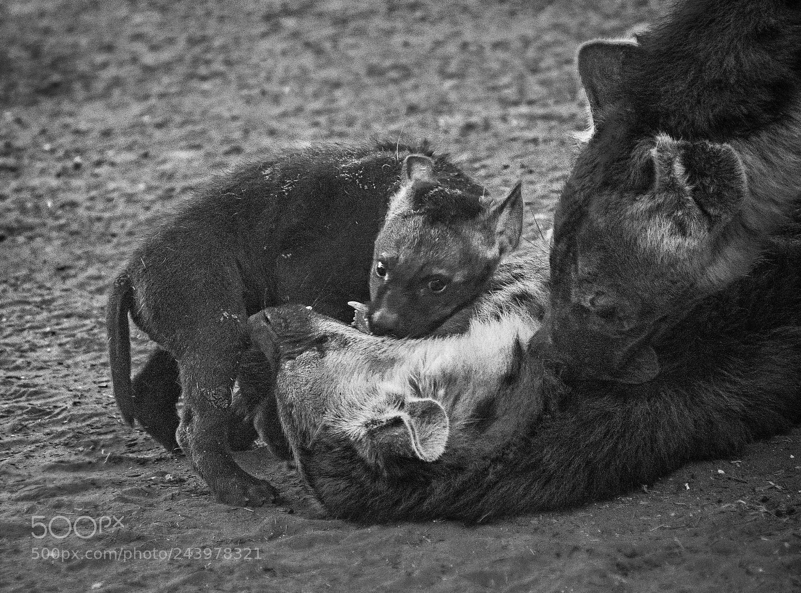 Nikon D7100 sample photo. Jan hyena family photography