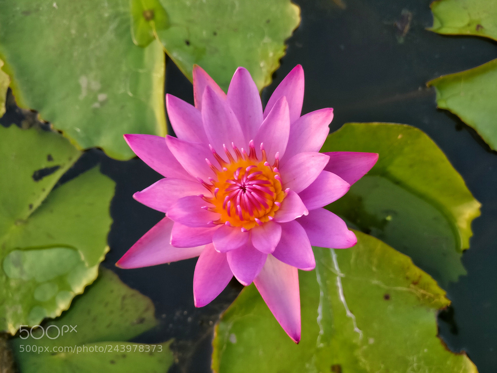 OnePlus A3003 sample photo. Lotus photography