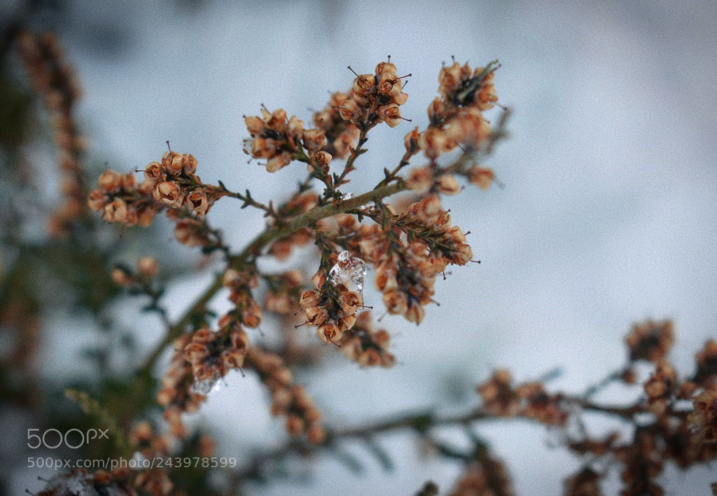 Nikon D3200 sample photo. *** photography