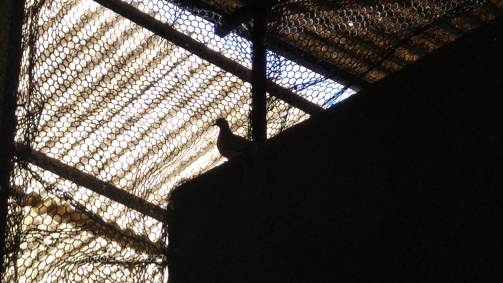 LG G4 sample photo. Inner pigeon photography