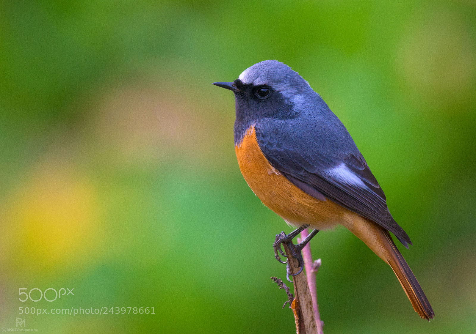 Nikon D500 sample photo. Blue-fronted redstart photography