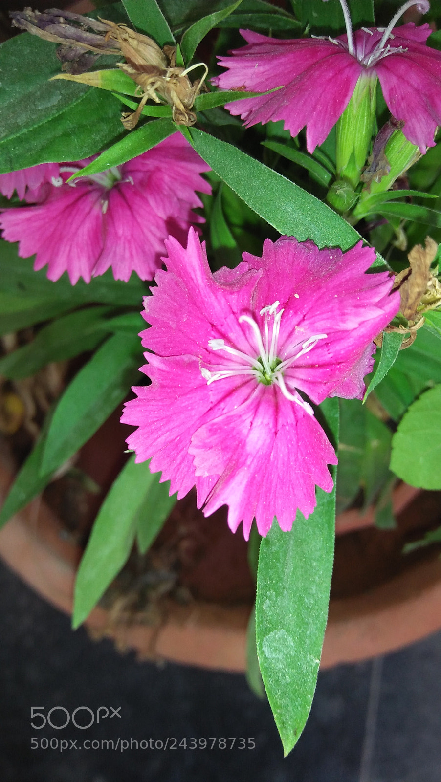 OPPO A37fw-International sample photo. Untitled photography