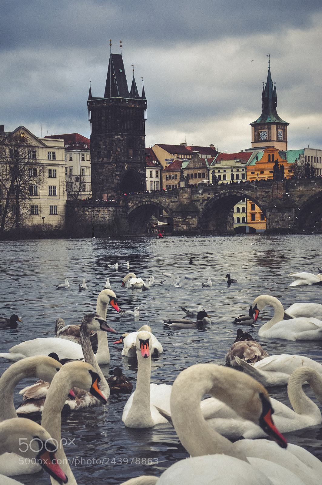 Nikon D90 sample photo. Swans of charles bridge photography
