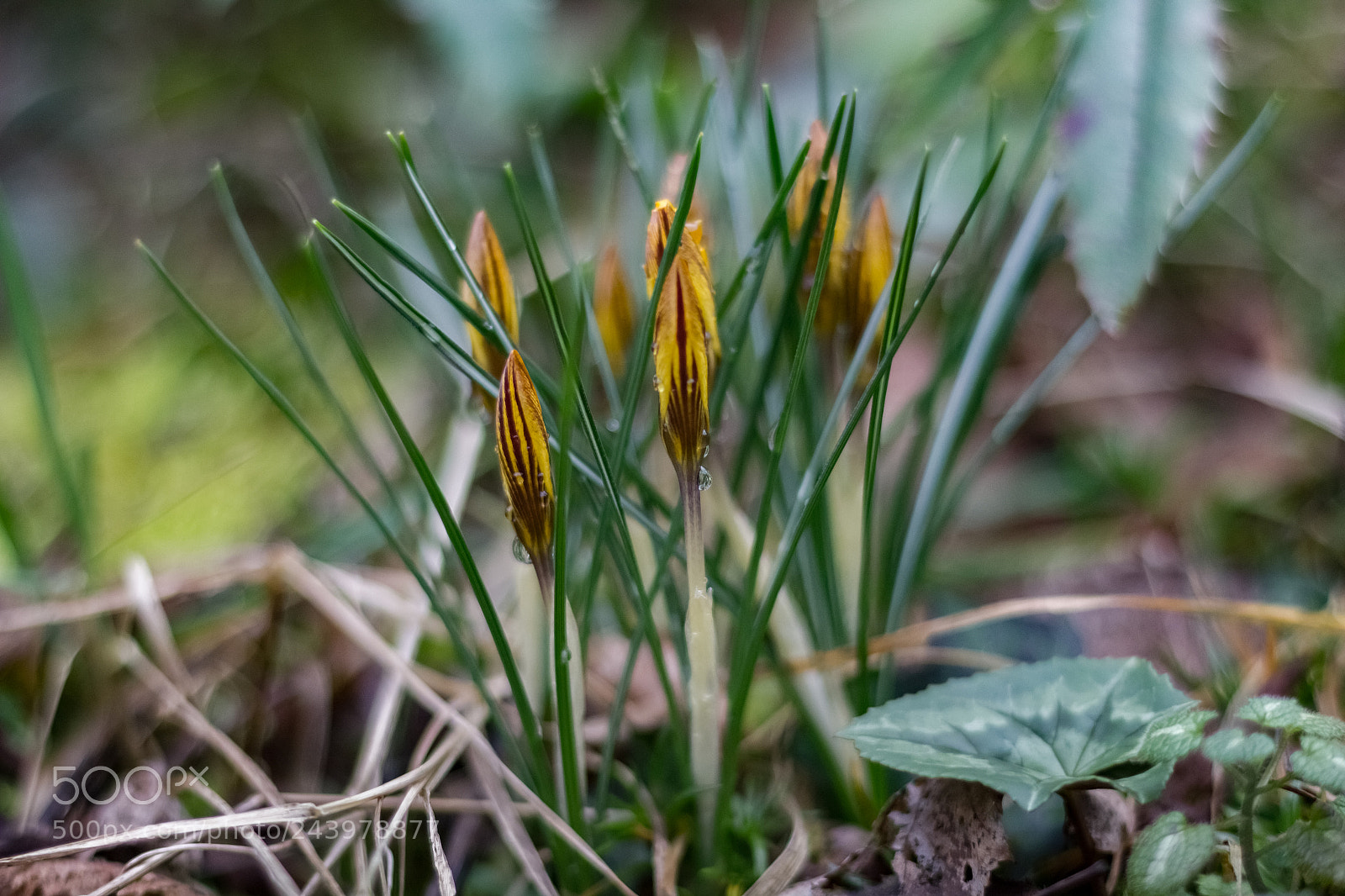 Canon EOS 550D (EOS Rebel T2i / EOS Kiss X4) sample photo. Crocus orange photography