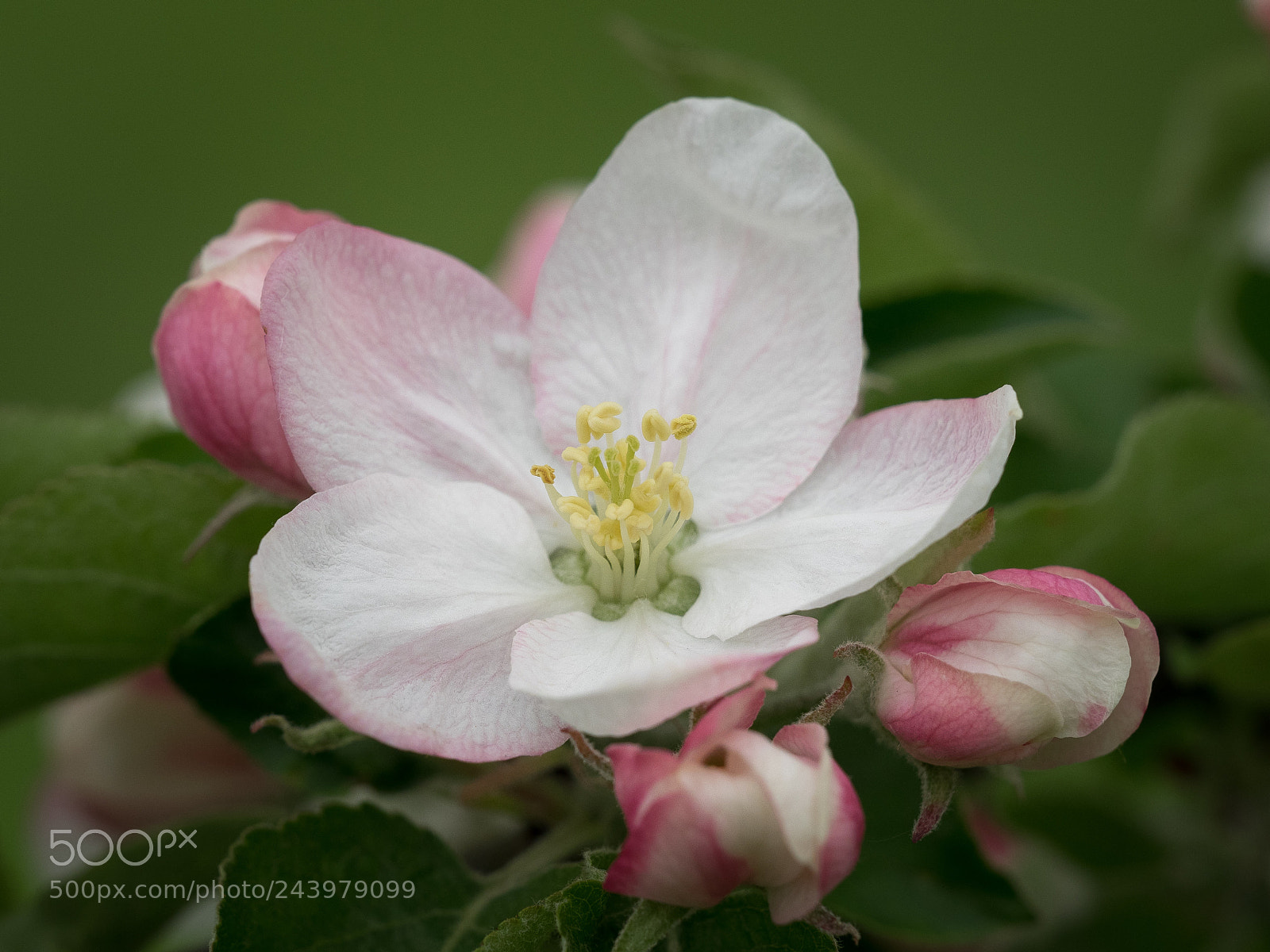 Olympus OM-D E-M1 sample photo. Apple blossom photography