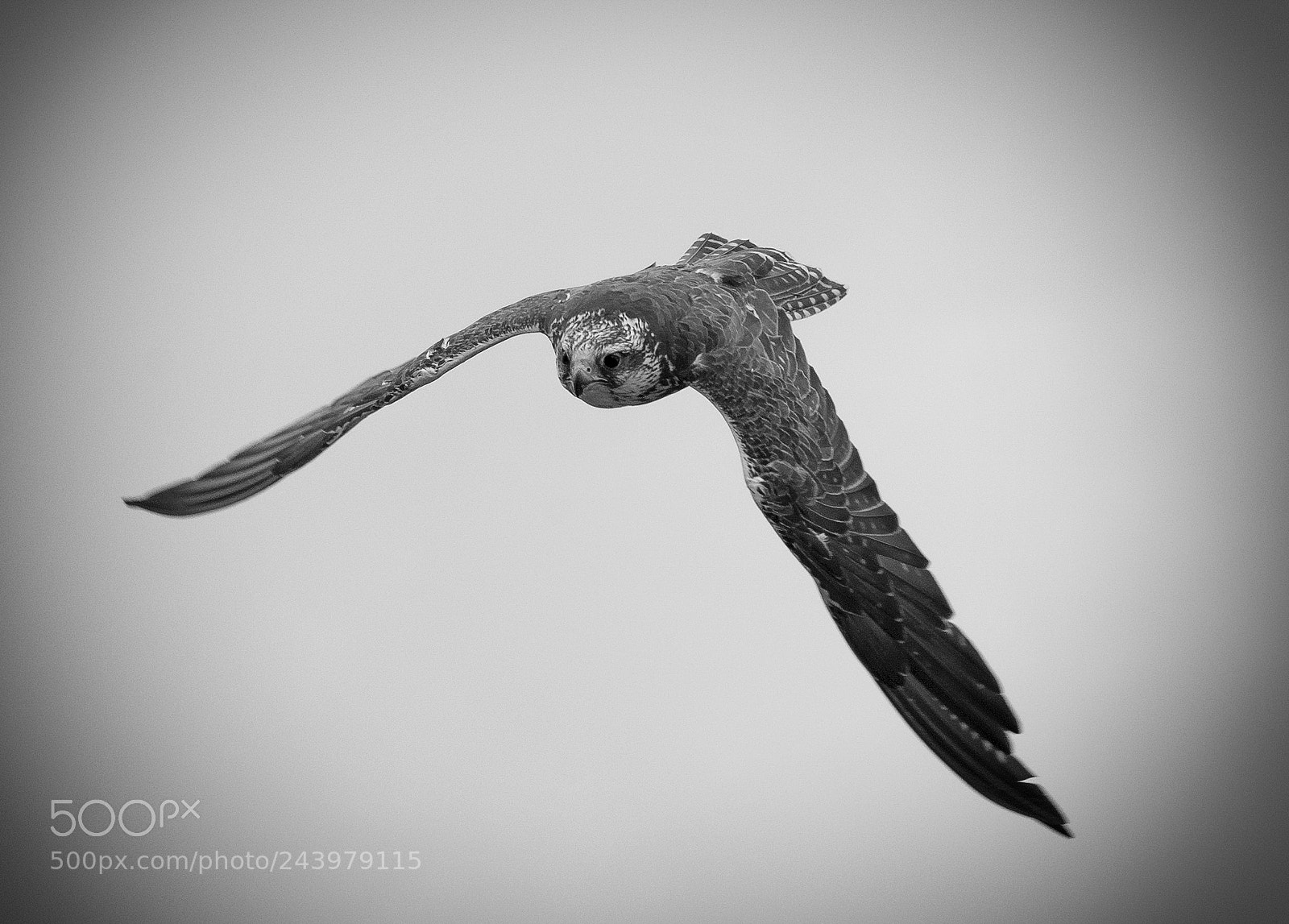 Nikon D800 sample photo. Falcon photography