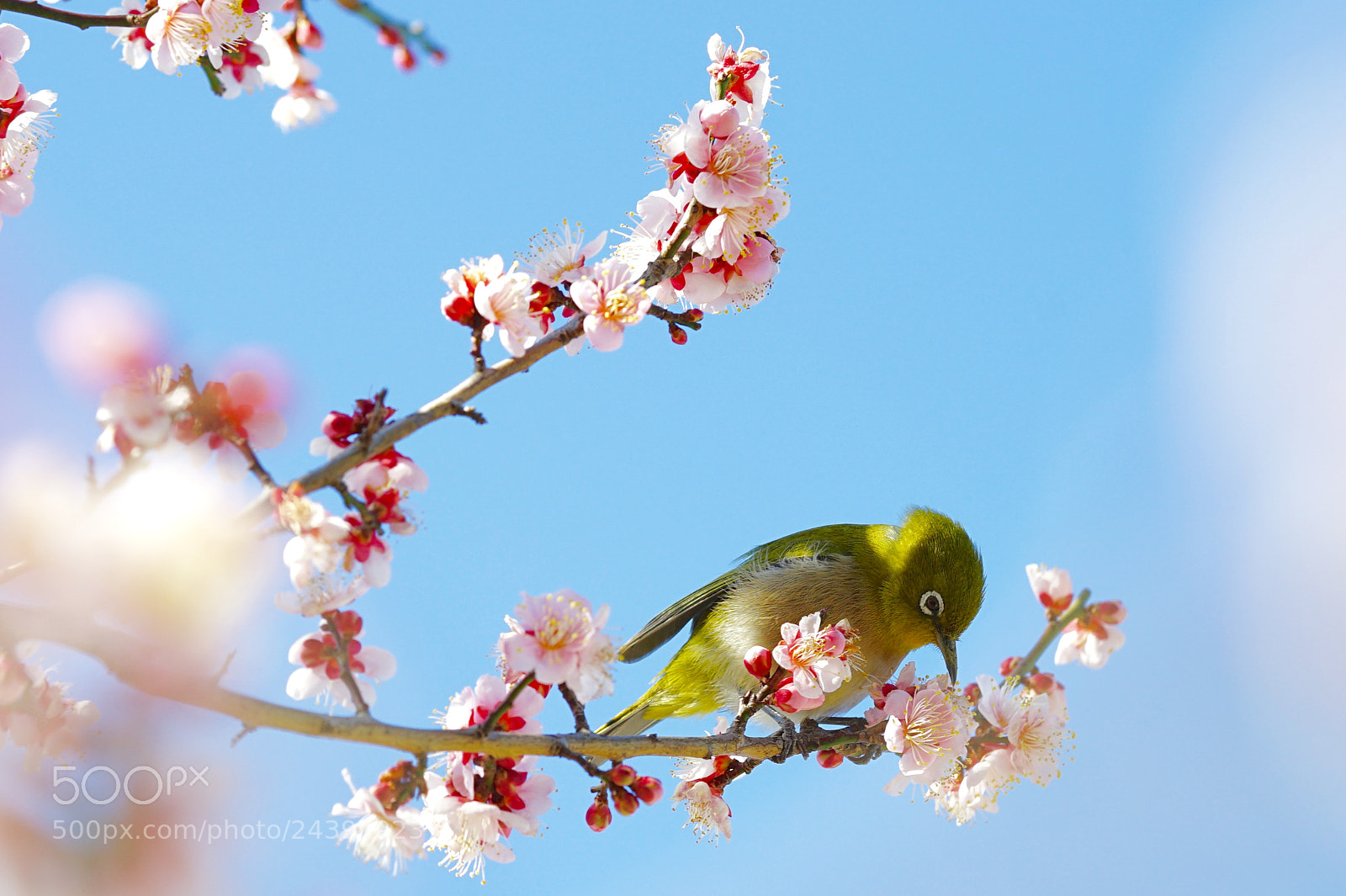Sony a7 II sample photo. Plum blossoms photography
