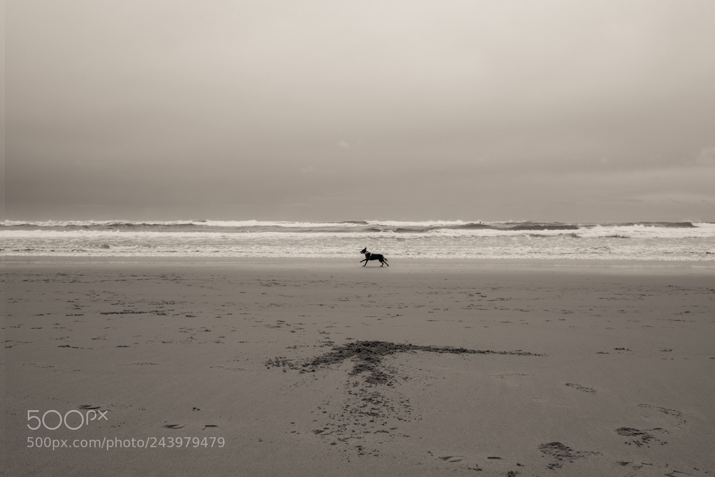Fujifilm X-Pro2 sample photo. Perro en playa photography