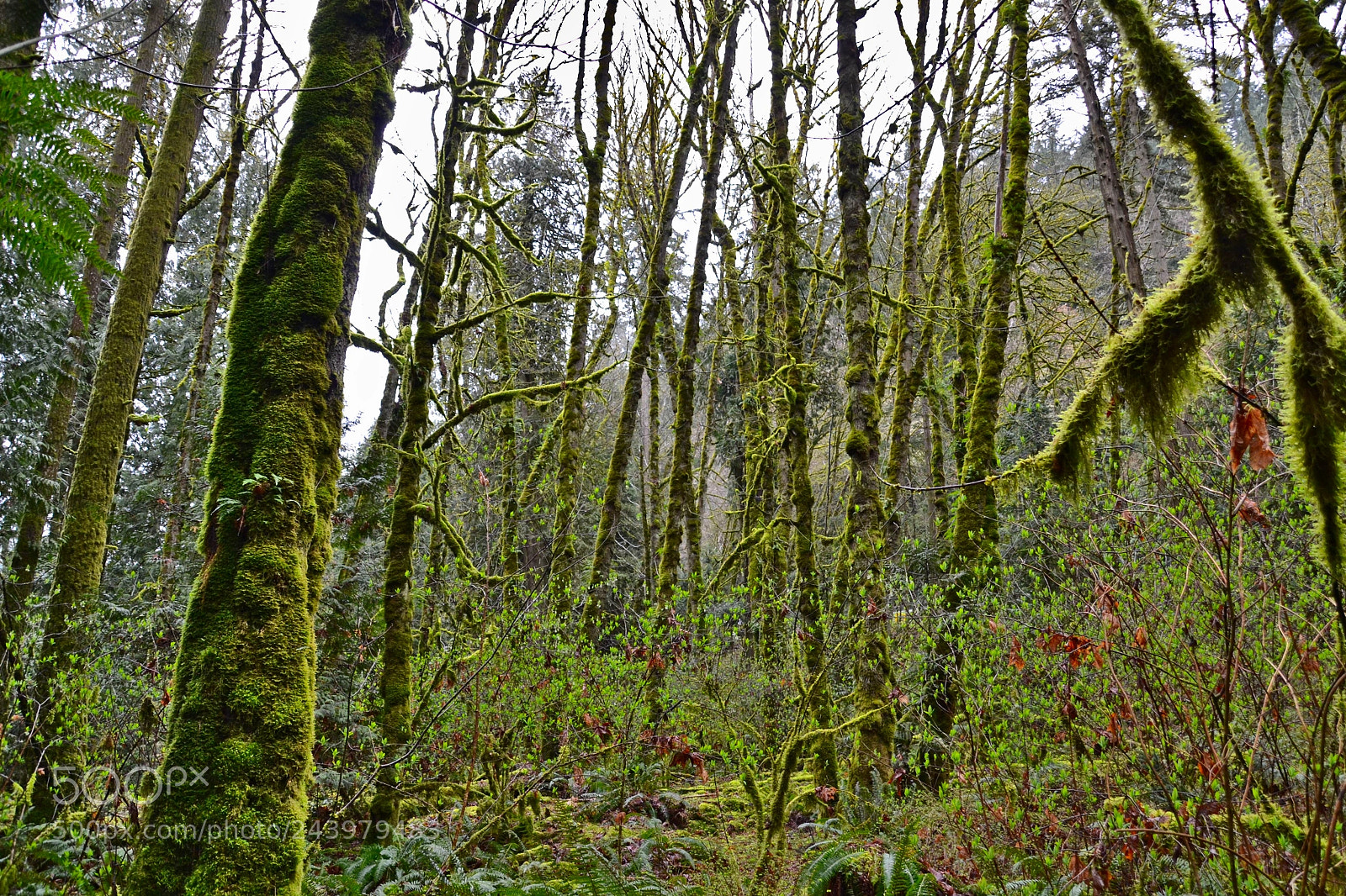 Nikon D3100 sample photo. Rainforest photography