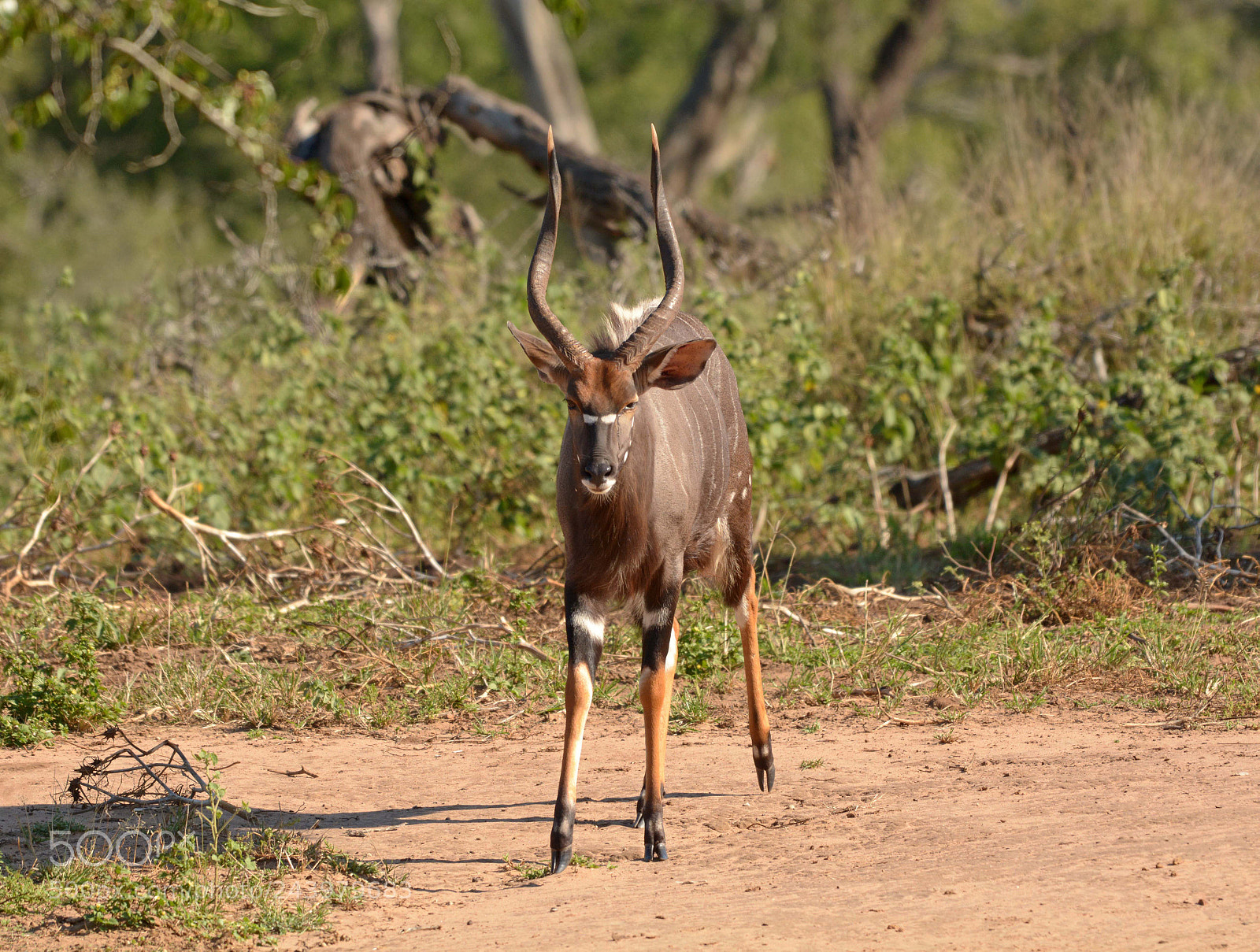 Nikon D7100 sample photo. Nyala bull. photography