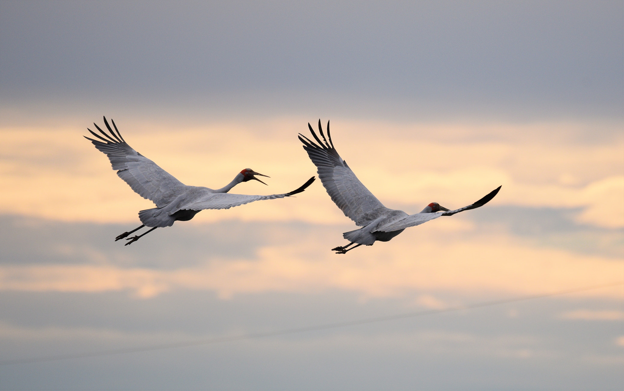 Sigma 150-600mm F5-6.3 DG OS HSM | S sample photo. Brogla's photography