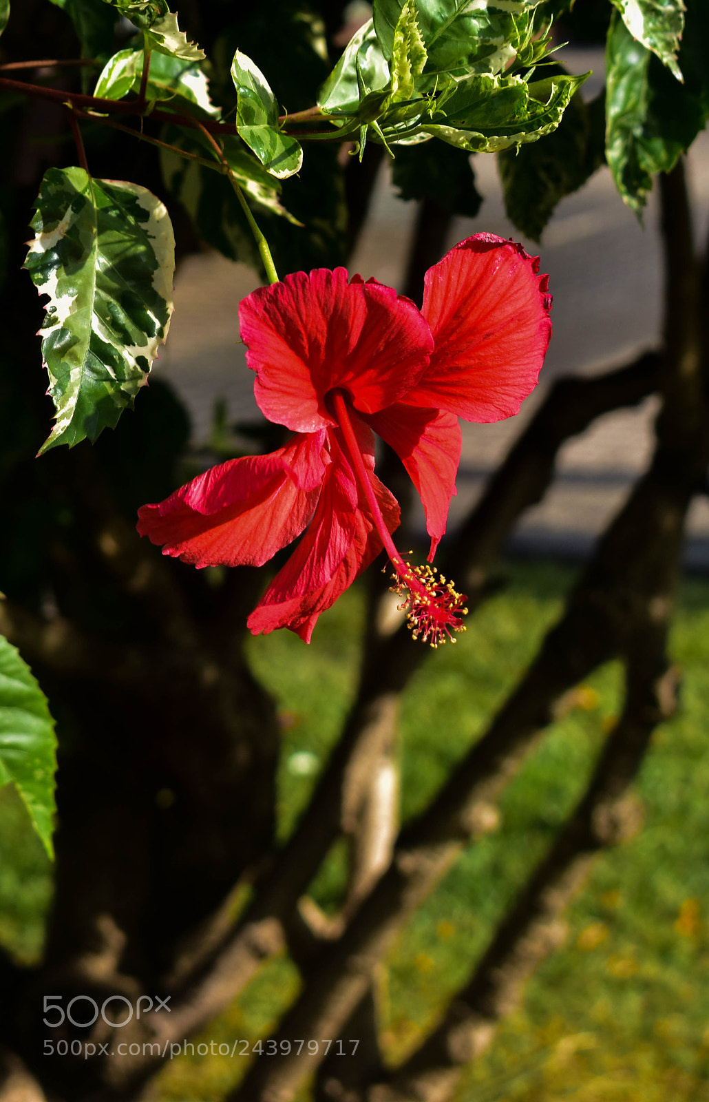Nikon D3400 sample photo. Red hibisco photography