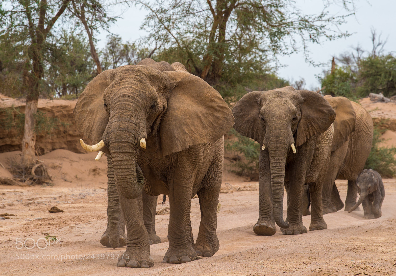 Nikon D4S sample photo. Desert elephants marching photography