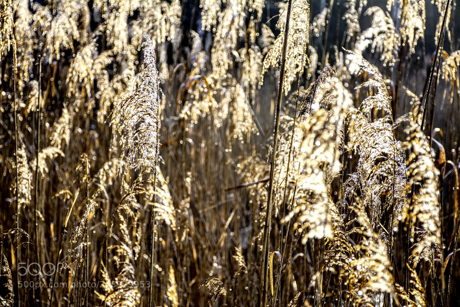 Nikon D7100 sample photo. Misc26 photography