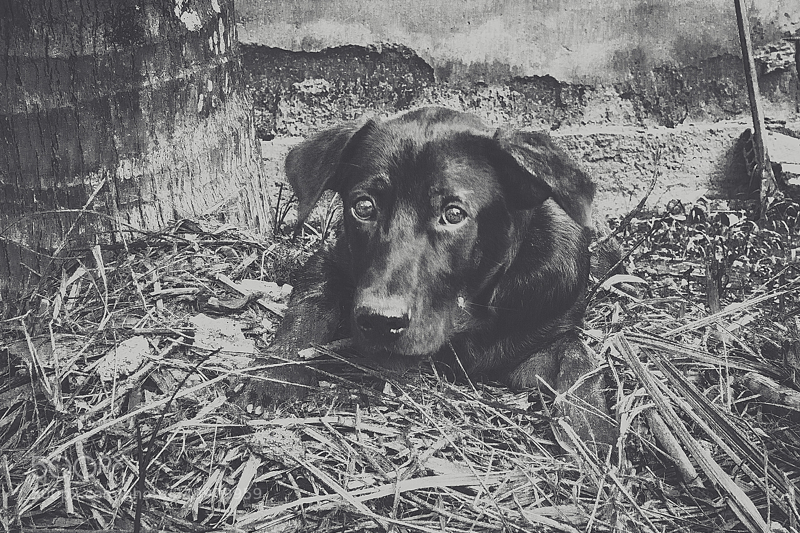Canon EOS 700D (EOS Rebel T5i / EOS Kiss X7i) sample photo. Black dog photography