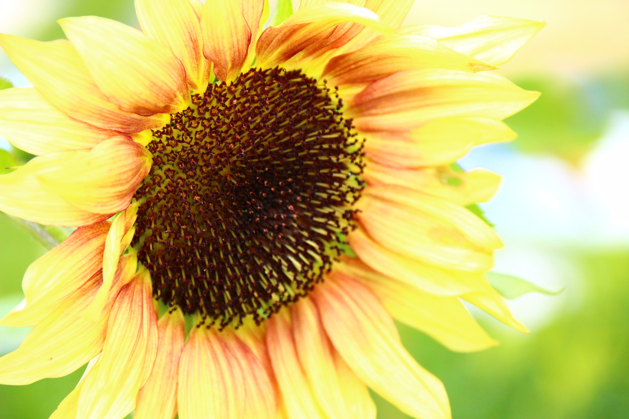 Canon EF 75-300mm F4.0-5.6 IS USM sample photo. Sunflower photography