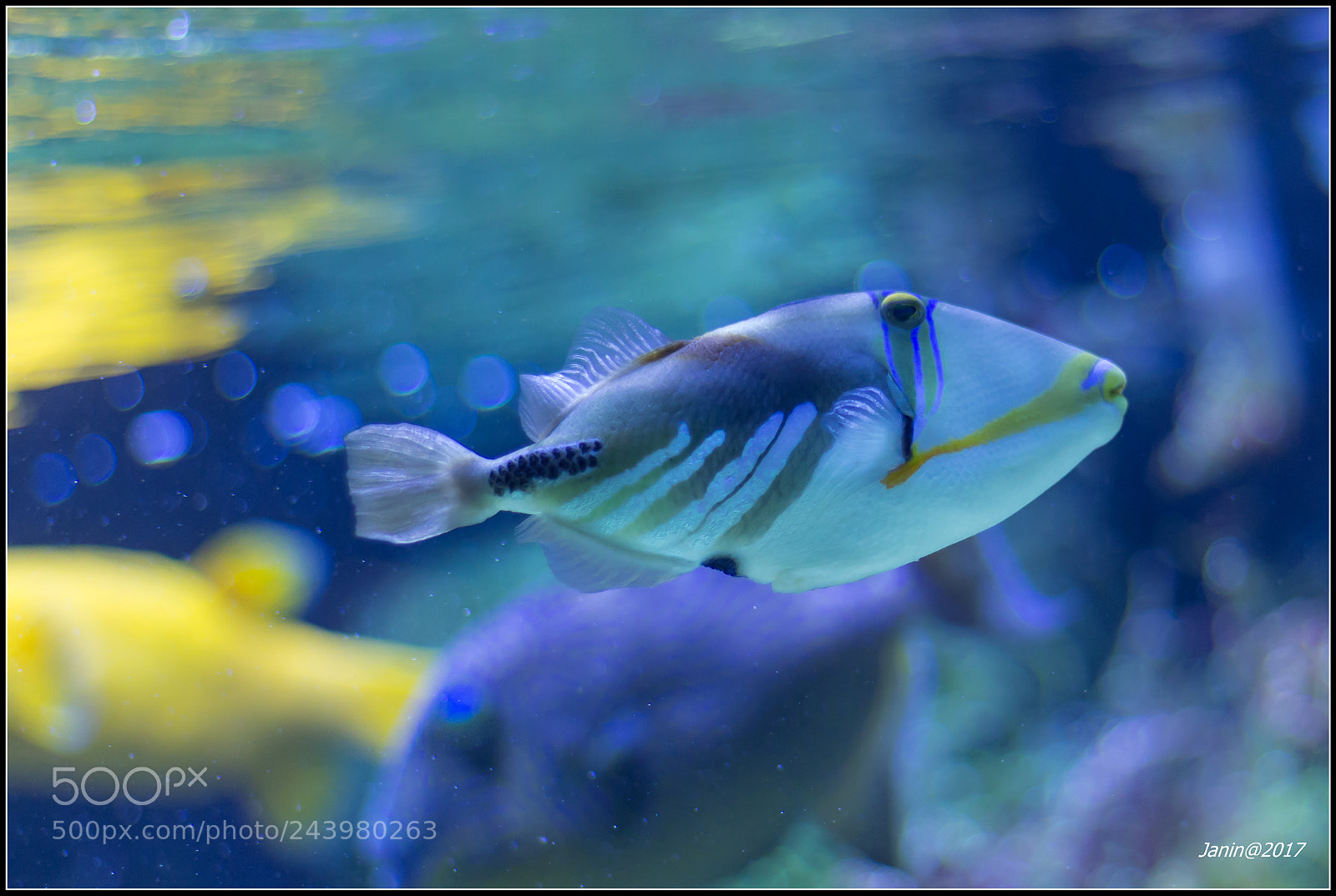 Canon EOS 60D sample photo. Blackbar triggenfish photography