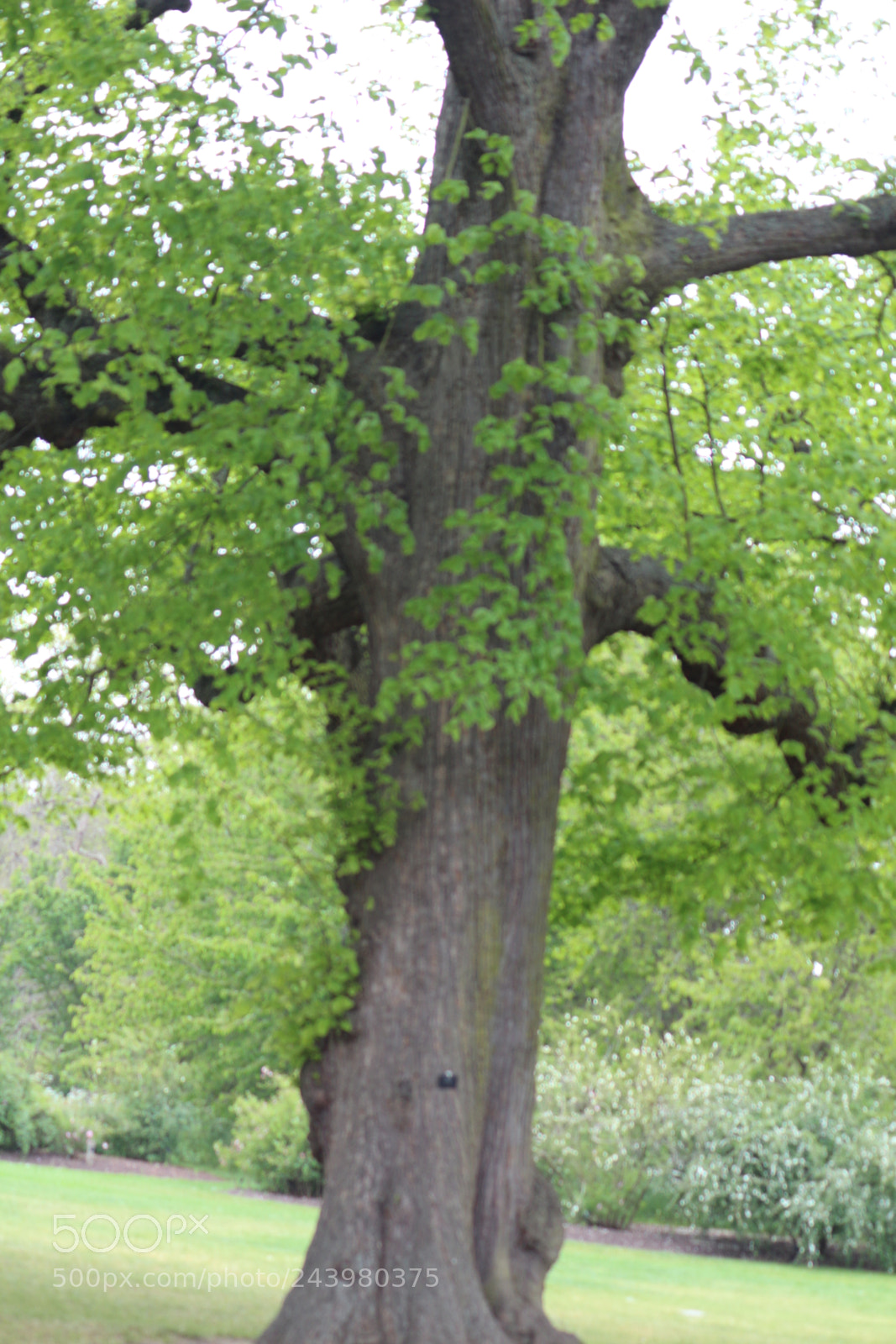 Canon EOS 650D (EOS Rebel T4i / EOS Kiss X6i) sample photo. Img photography