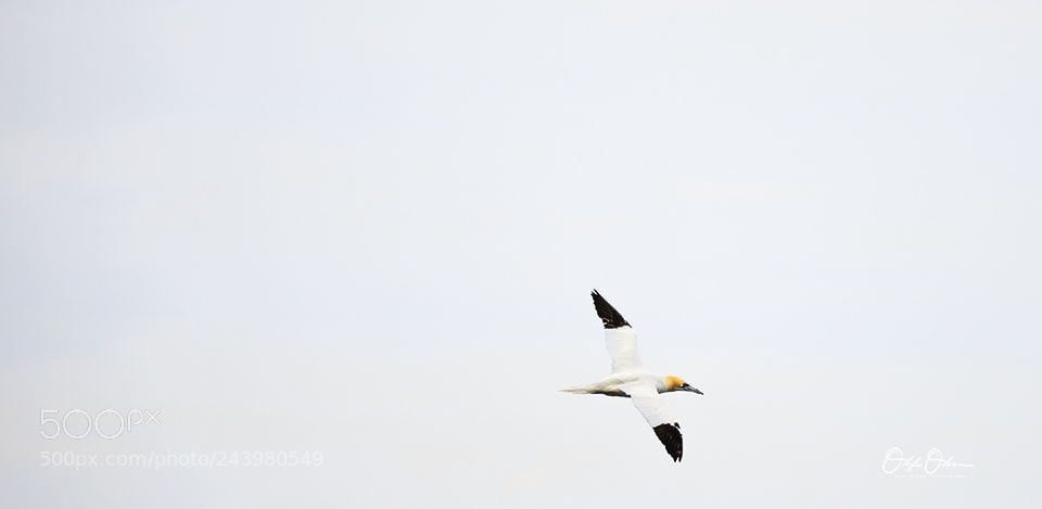 Nikon D600 sample photo. Gannet in mykines photography