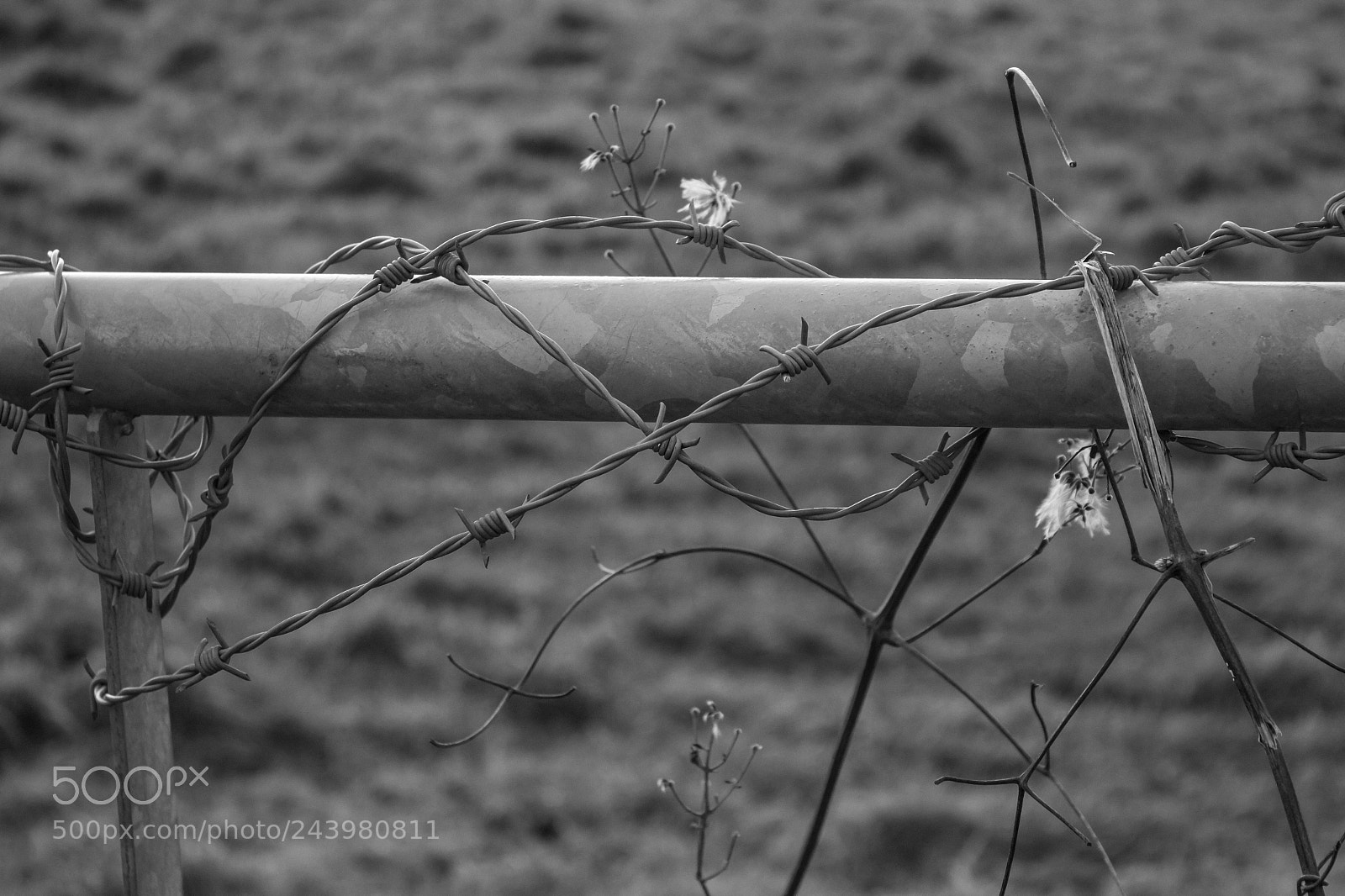 Canon EOS 60D sample photo. Barbed gate photography